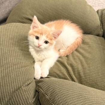 Fry -  Domestic Short Hair Cat for Adoption in Carmel, Indiana - Fry | PetCurious
