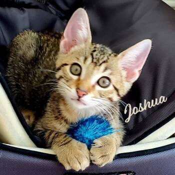 Tabby and Domestic Short Hair Cats Available for Adoption in Houston, Texas - Joshua #winsome-fivesome | PetCurious
