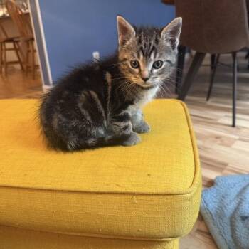 Domestic Short Hair Cats Available for Adoption in Candler, North Carolina - Norman | PetCurious