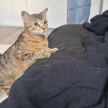 January -  Domestic Short Hair Cat for Adoption in Puslinch, Ontario - January | PetCurious