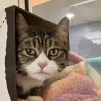 Domestic Short Hair Cats Available for Adoption in Hilliard, Ohio - Ally | PetCurious