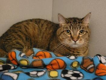 Paddington -  Domestic Short Hair Cat for Adoption in Mason City, Iowa - Paddington | PetCurious
