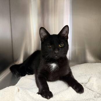 Tipper -  Domestic Short Hair Cat for Adoption in Hamilton, Ontario - Tipper | PetCurious