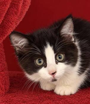 Shadowheart 1386-26 -  Domestic Medium Hair and Domestic Short Hair Cat for Adoption in Cumming, Georgia - Shadowheart 1386-26 | PetCurious