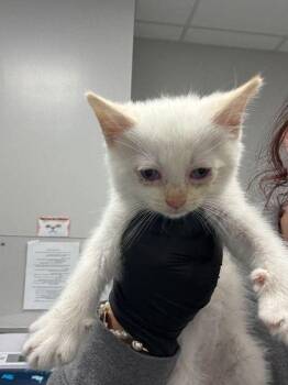 Sundrop -  Domestic Short Hair Cat Available for Adoption in Sevierville, Tennessee - Sundrop | PetCurious