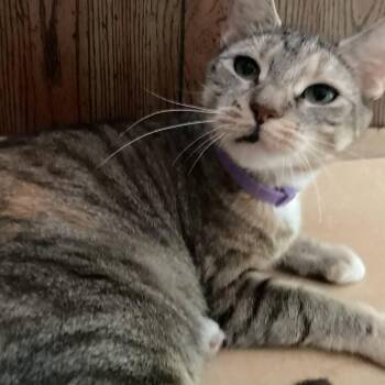 Rescue Domestic Short Hair Cats for Adoption in East Brunswick, New Jersey - Alice | PetCurious