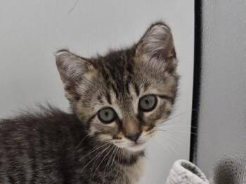 Zeppole -  Domestic Short Hair Cat for Adoption in Portland, Oregon - Zeppole | PetCurious