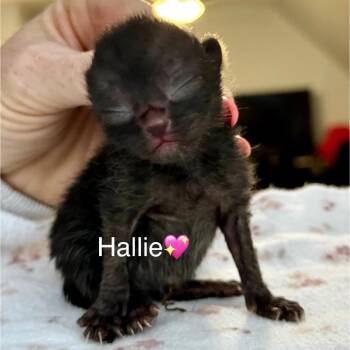 Hallie -  Domestic Short Hair Cat for Adoption in Peachtree City, Georgia - Hallie | PetCurious