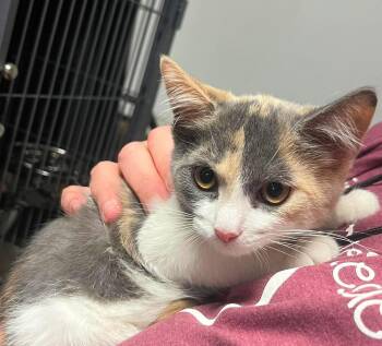 Junie -  Domestic Short Hair Cat for Adoption in Littlestown, Pennsylvania - Junie | PetCurious