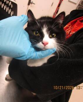 Hunter(633) -  Domestic Short Hair Cat for Adoption in Marietta, Georgia - Hunter(633) | PetCurious