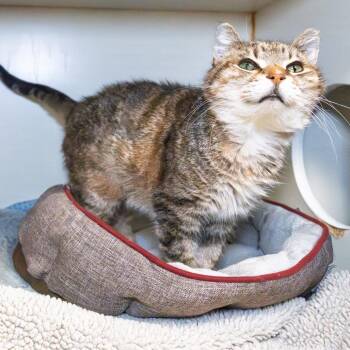 Domestic Short Hair Cats Available for Adoption in South Elgin, Illinois - Ragamuffin | PetCurious