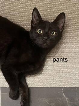 Rescue Domestic Short Hair Cats for Adoption in Burnaby, British Columbia - Pants | PetCurious