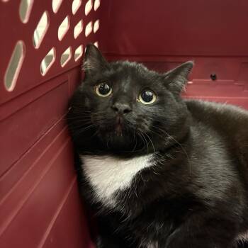 Rescue Domestic Short Hair Cats for Adoption in Saint Charles, Missouri - Luigi | PetCurious