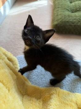 ALFIE -  American Shorthair Cat for Adoption in Charlotte, North Carolina - ALFIE | PetCurious