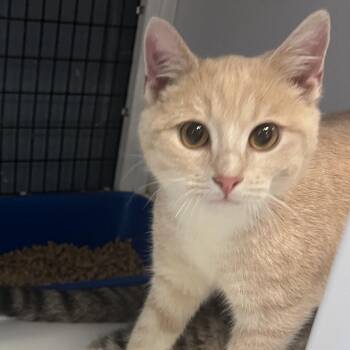 Domestic Short Hair Cats Available for Adoption in Ruckersville, Virginia - Butter | PetCurious