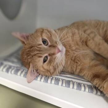Nathan -  Domestic Short Hair Cat for Adoption in Oshkosh, Wisconsin - Nathan | PetCurious