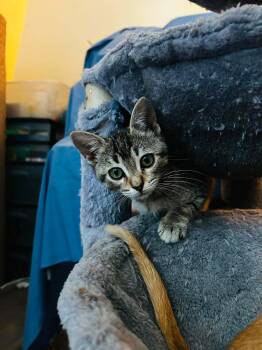 Thackery - Sweet and affectionate -  Domestic Short Hair Cat for Adoption in Muskego, Wisconsin - Thackery - Sweet And Affectionate | PetCurious