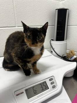 DAESHA -  Domestic Short Hair Cat for Adoption - DAESHA | PetCurious