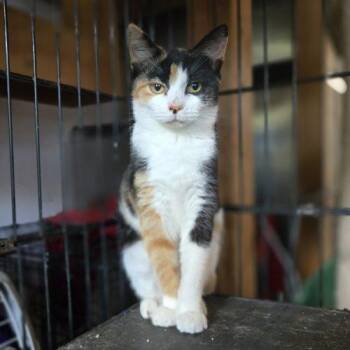 Ally -  Calico and Manx Cat for Adoption in Knoxville, Tennessee - Ally | PetCurious