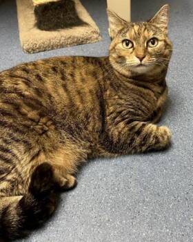 Rescue Domestic Short Hair Cats for Adoption in Saint Johnsbury, Vermont - Margo | PetCurious