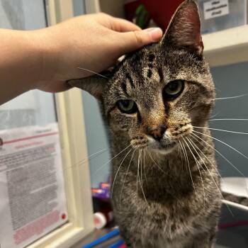 Big Boy -  Domestic Short Hair Cat for Adoption - Big Boy | PetCurious