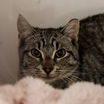 Jumper -  Domestic Short Hair Cat for Adoption in Briarcliff Manor, New York - Jumper | PetCurious