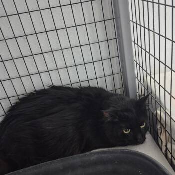 Bastet -  Domestic Long Hair Cat for Adoption in Kingman, Kansas - Bastet | PetCurious