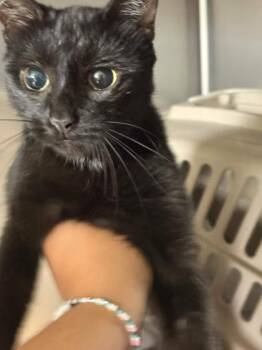 Dolly -  Domestic Short Hair Cat for Adoption in Memphis, Tennessee - Dolly | PetCurious