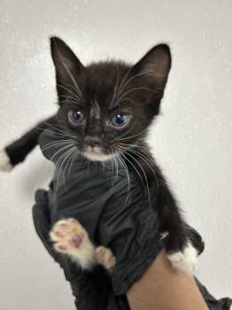 Rescue Domestic Short Hair Cats for Adoption in San Bernardino, California - LUZ | PetCurious