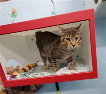 MICKEY -  Domestic Short Hair Cat for Adoption in Peoria, Illinois - MICKEY | PetCurious
