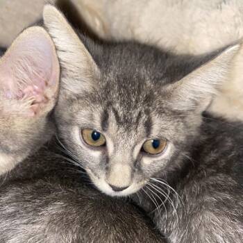 Pistachio -  Domestic Short Hair Cat for Adoption in Bentonville, Arkansas - Pistachio | PetCurious