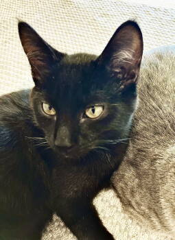 Rescue Domestic Short Hair Cats for Adoption in Alameda, California - Dylan | PetCurious
