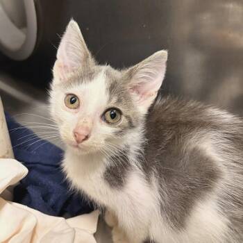 Speckles (8 wk) -  Domestic Short Hair Cat for Adoption in Marshall, Virginia - Speckles (8 Wk) | PetCurious