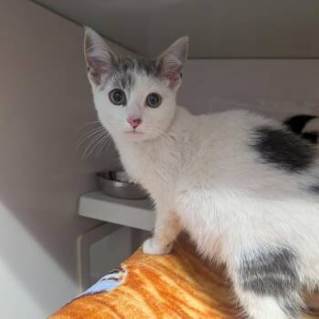 Donatella -  Domestic Short Hair Cat for Adoption in Watertown, New York - Donatella | PetCurious