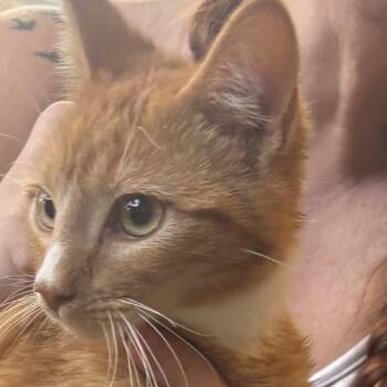 Domestic Short Hair Cats Available for Adoption - Hayes | PetCurious