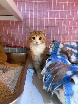 Rescue Domestic Short Hair Cats for Adoption in Bothell, Washington - Creamsicle | PetCurious