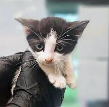 Domestic Short Hair Cats Available for Adoption in Nashville, Tennessee - Izzy | PetCurious