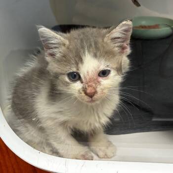 Hensel -  Domestic Medium Hair Cat for Adoption in Tulsa, Oklahoma - Hensel | PetCurious