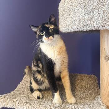 Jazzy -  Tortoiseshell and Domestic Short Hair Cat for Adoption in Hartville, Ohio - Jazzy | PetCurious