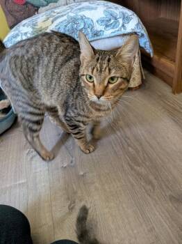 Caleb -  Domestic Short Hair Cat for Adoption in Gorham, Maine - Caleb | PetCurious