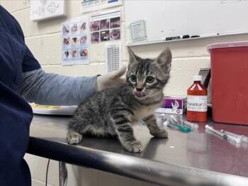 Domestic Short Hair Cats Available for Adoption in Santa Fe, New Mexico - MISO | PetCurious