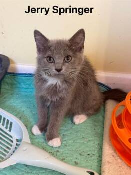 Jerry Springer -  Domestic Short Hair Cat for Adoption in Johnson City, Tennessee - Jerry Springer | PetCurious