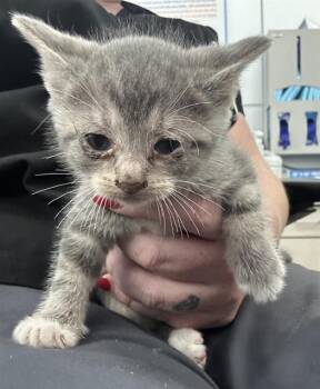 Rescue Domestic Short Hair Cats for Adoption in Dallas, Texas - YESI | PetCurious