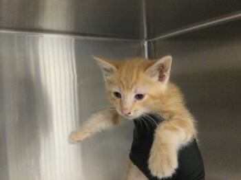 Domestic Short Hair Cats Available for Adoption in Thousand Palms, California - A1917183 | PetCurious