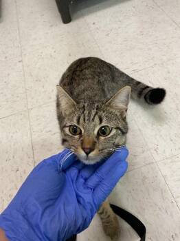 Domestic Short Hair Cats Available for Adoption in Hobbs, New Mexico - Toothless | PetCurious