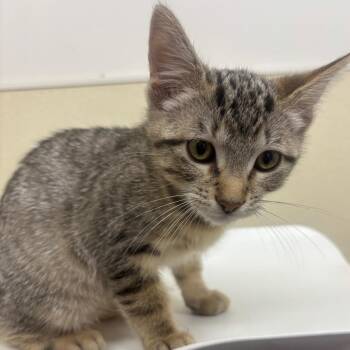 SEBASTIAN -  Domestic Short Hair Cat for Adoption in Richmond, California - SEBASTIAN | PetCurious