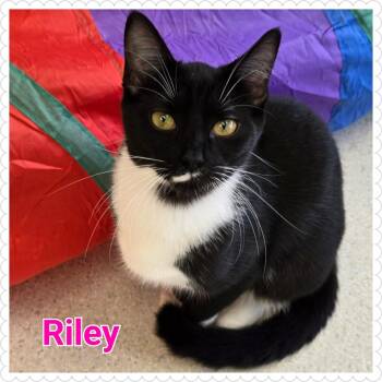 Rescue Domestic Short Hair Cats for Adoption in North Saint Paul, Minnesota - Riley | PetCurious