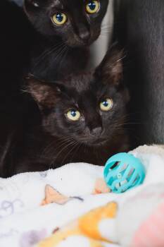 Wesley -  Domestic Short Hair Cat Available for Adoption in Honolulu, Hawaii - Wesley | PetCurious