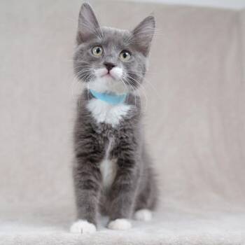 Pudding (sky blue) -  Domestic Short Hair Cat for Adoption in Sunnyvale, California - Pudding (sky Blue) | PetCurious