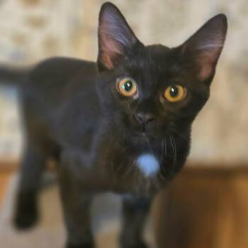 Monica -  Domestic Short Hair Cat for Adoption in Watertown, Wisconsin - Monica | PetCurious